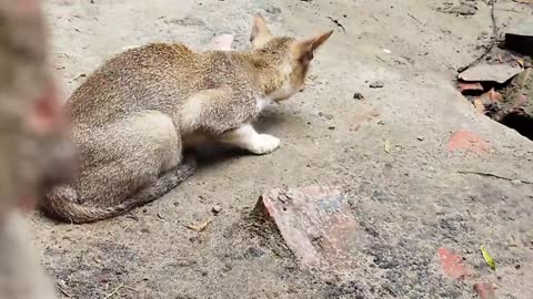 Cat got injured after eating street food.