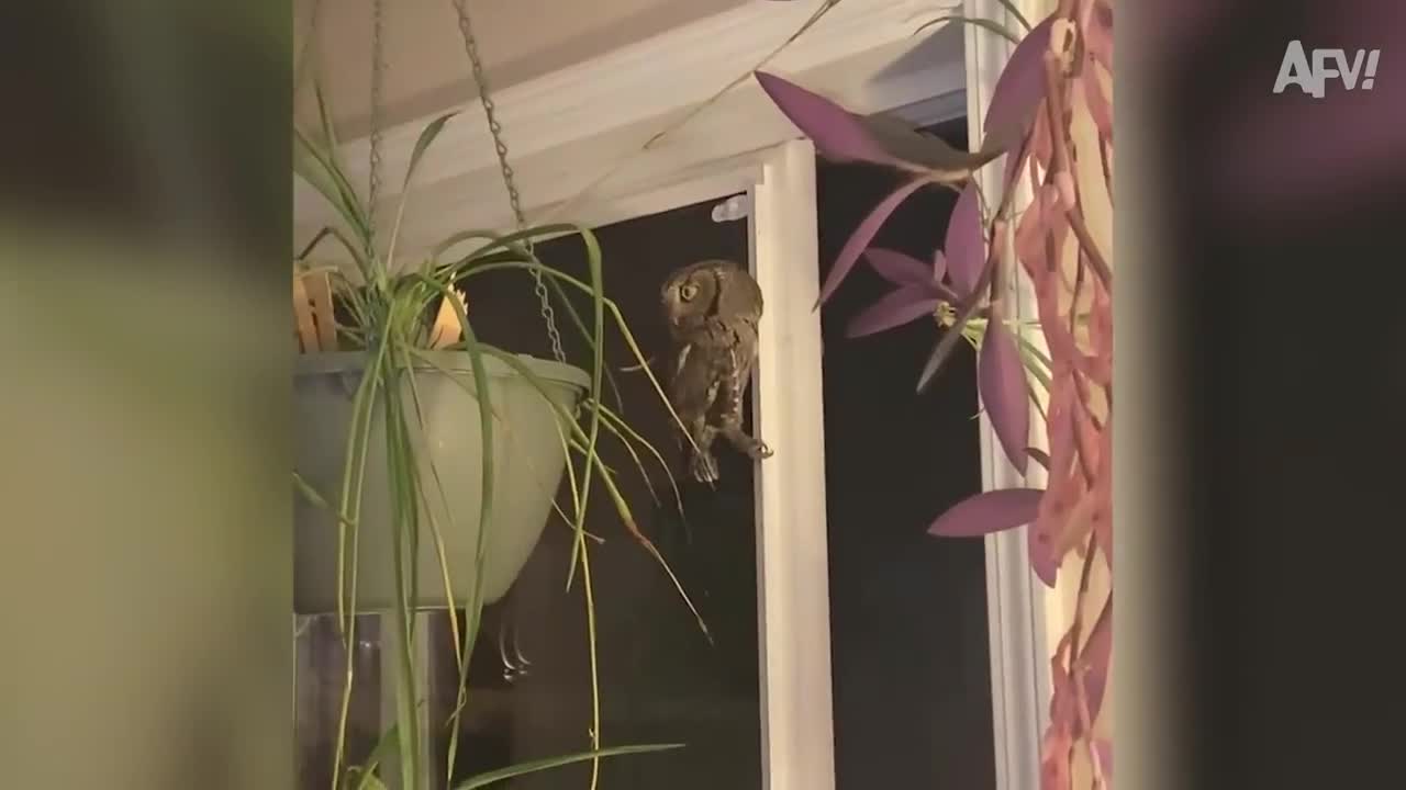 BEST Halloween Pranks and Fails