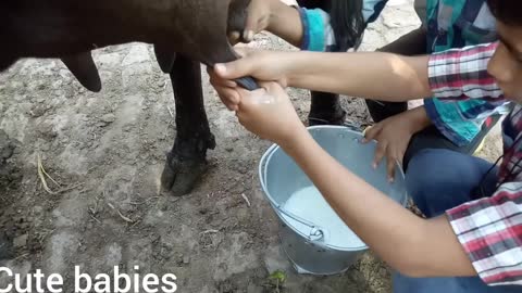 Milking cows by children in village....