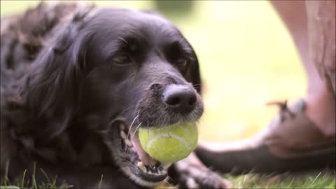 dog kidding with the yours bolinha very happy