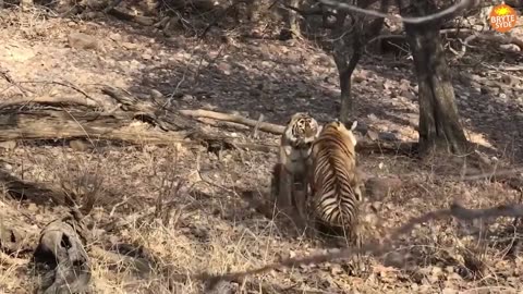 Crazy Wild Animal Fights Caught On Camera