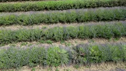 German farmers turn to lavender as climate heats up