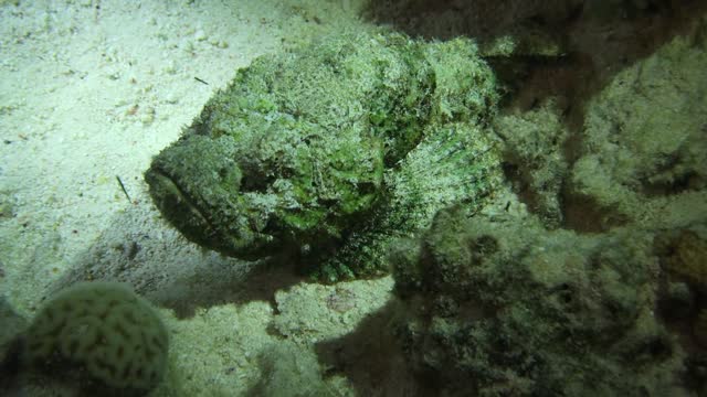 Lion Fish Caught to Camera at Night Dive along with Stone Fish