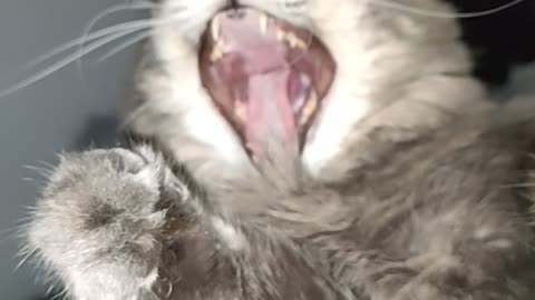 the cat yawns in slow motion