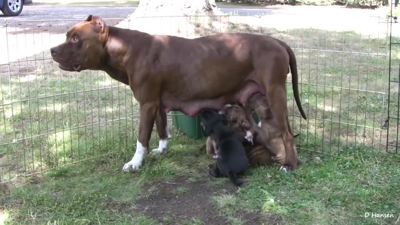 Pit Bull growls and snaps at her puppies