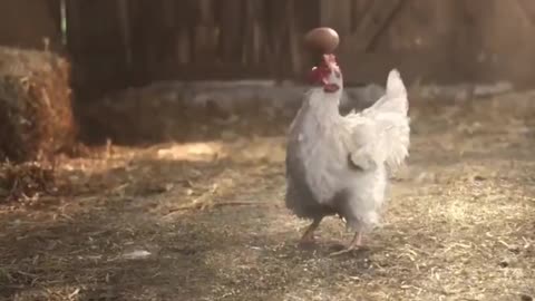 Skillful chicken in football.