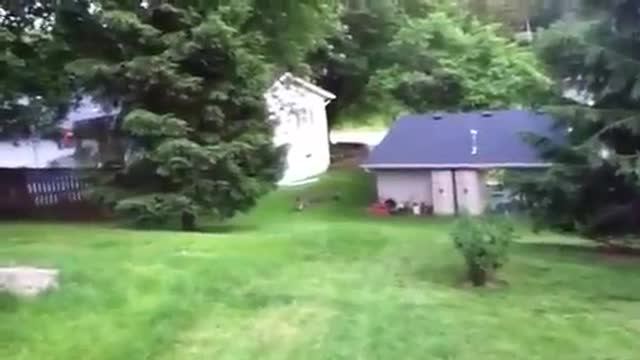 Family of geese walking across our yard