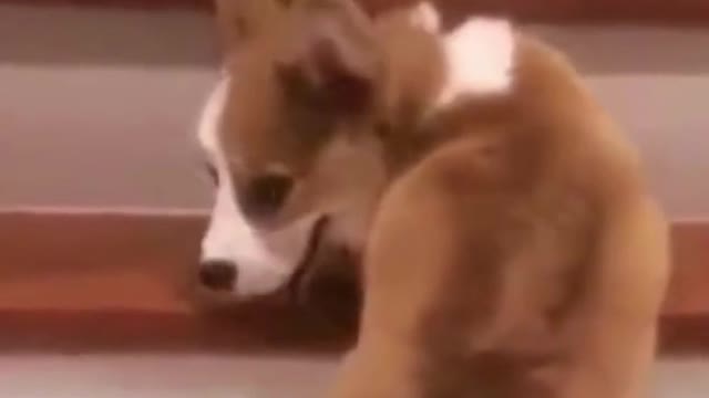 🐶Cute and sweet puppies! You got to love this!😂19