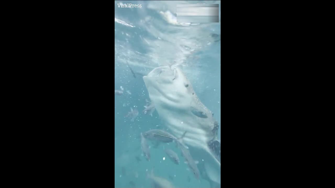 Swimmers come face to face with MASSIVE whale shark