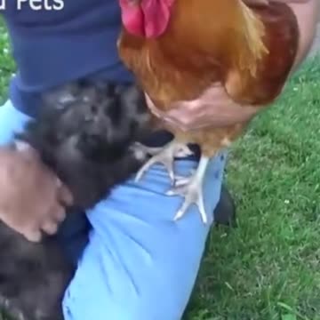 Little puppy playing with Hen.Rumble/dogs & puppies #dogsfunny #funny #Rumblr