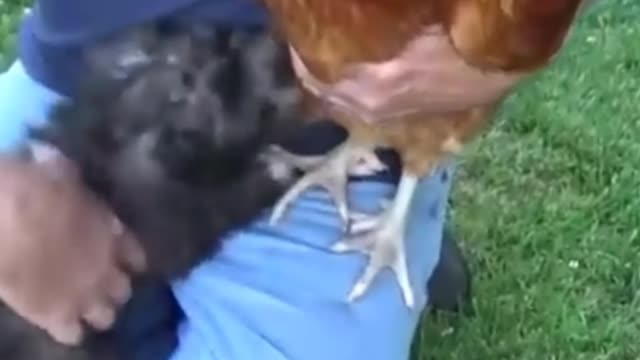 Little puppy playing with Hen.Rumble/dogs & puppies #dogsfunny #funny #Rumblr