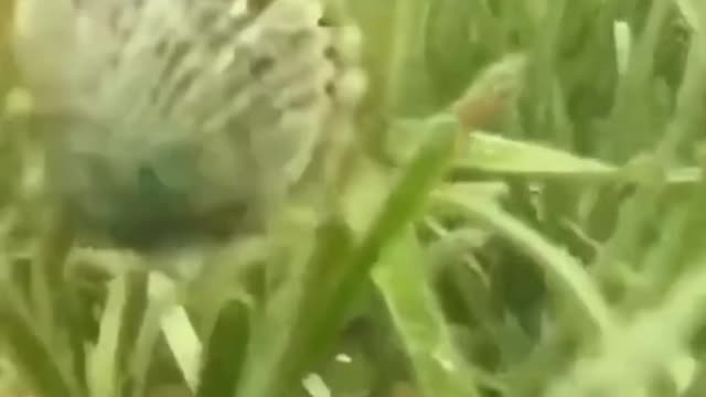 Clam swimming