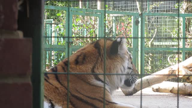 A Tiger Inside a Cage