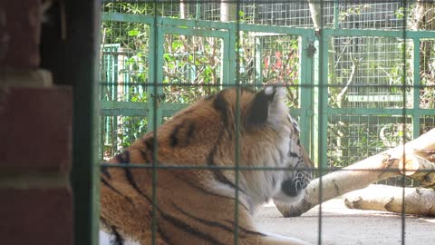 A Tiger Inside a Cage