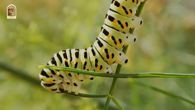 Macro Footage Of A Colorful Caterpillar Chewing On A Stem