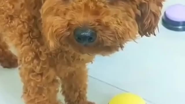 Crazy Puppy!Crazy Eyes!!! Must watch