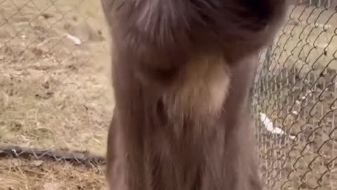 Animal funny video