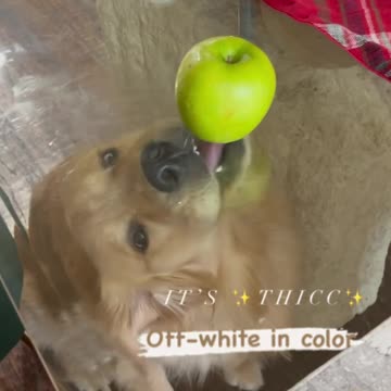 Silly Pup Tries To Reach Apple While Underneath Glass Table