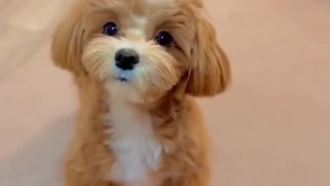 Cute Baby Puppy 🐶🐶