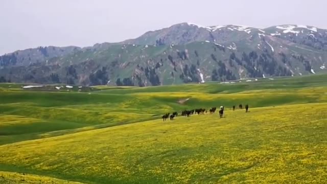 I love this grassland