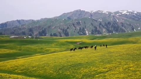 I love this grassland