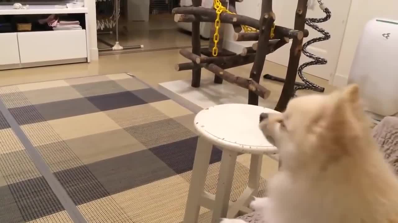 Hilarious Dog Video