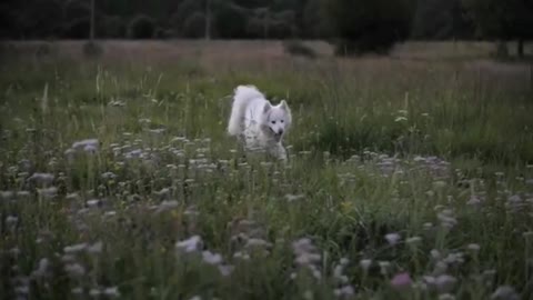 A dog that likes flowers.