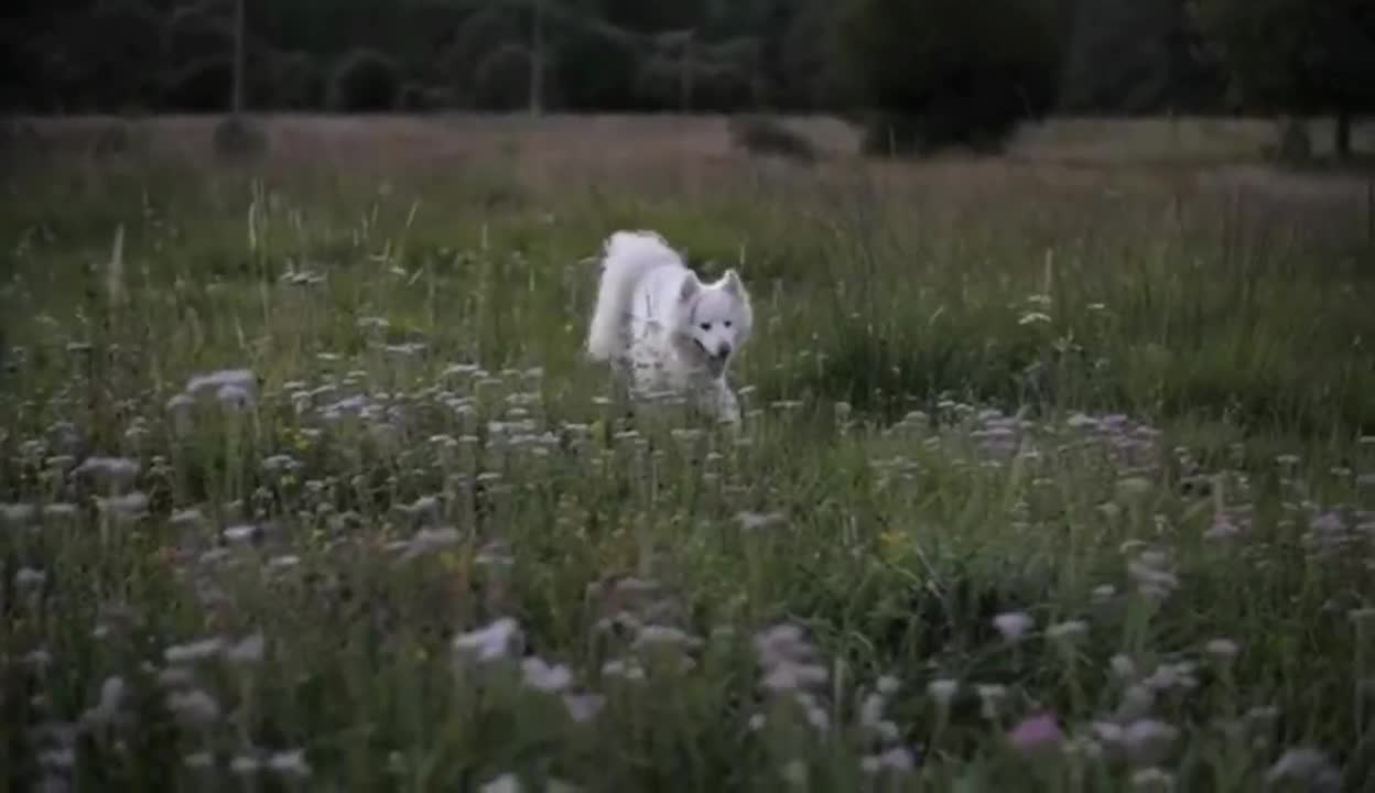 A dog that likes flowers.