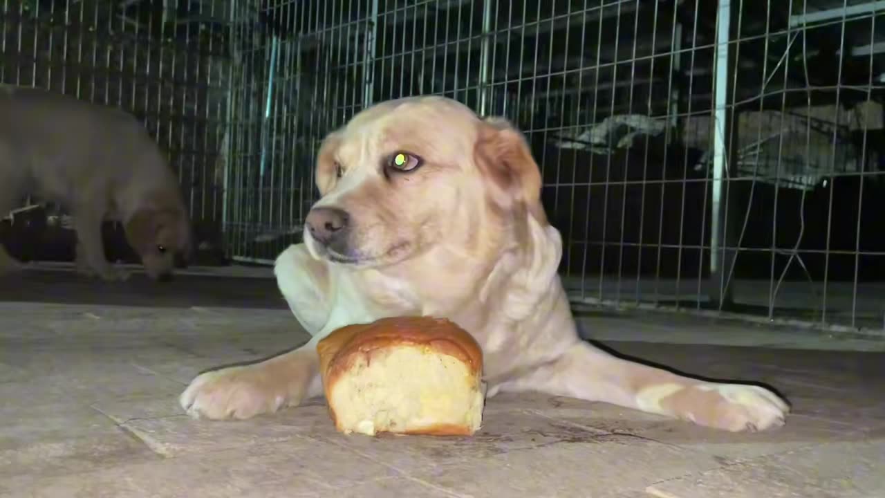 Today we eat yogurt bread, we are full together!