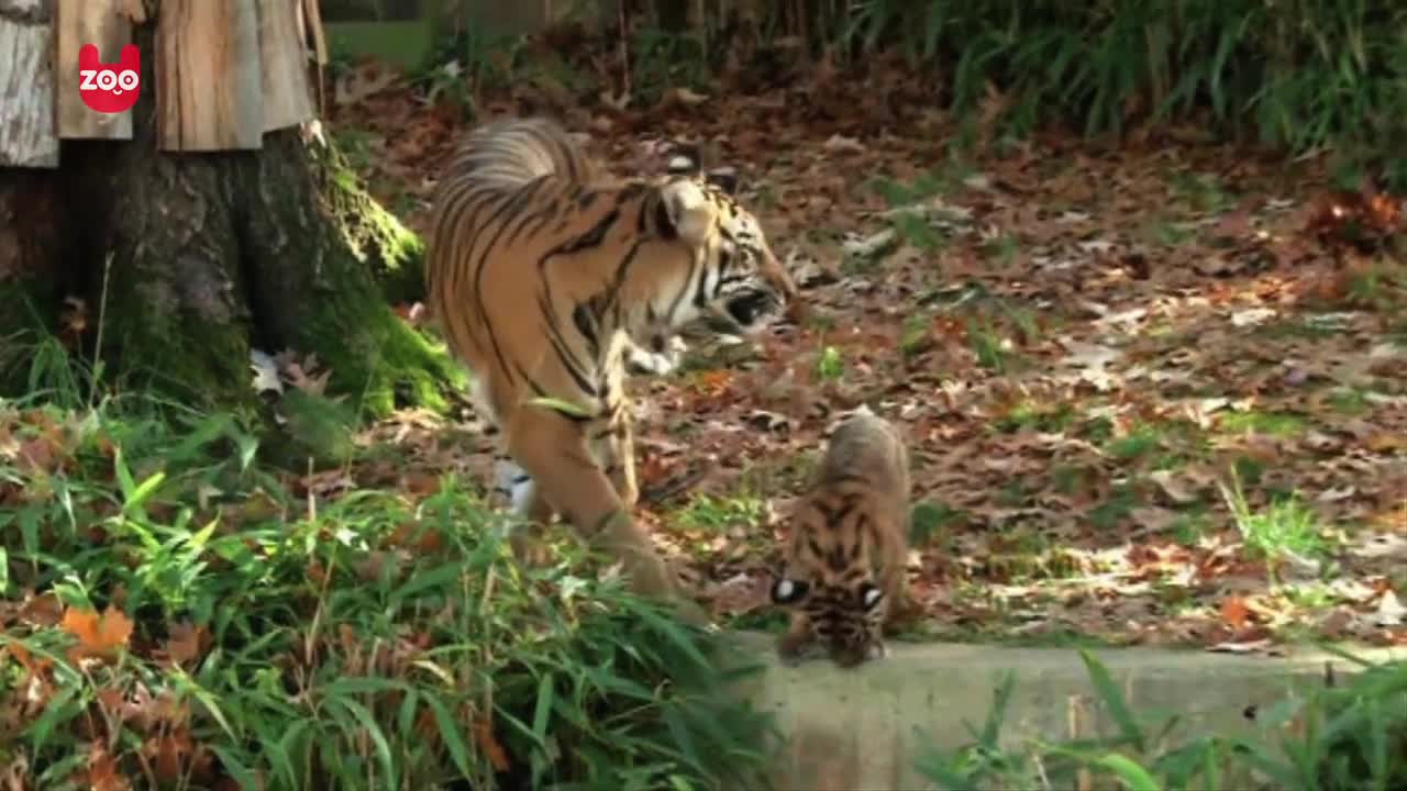 Sukacita and Bandar The Tiger Cubs