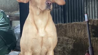 Strong Breeze Turns Doggy into Dumbo