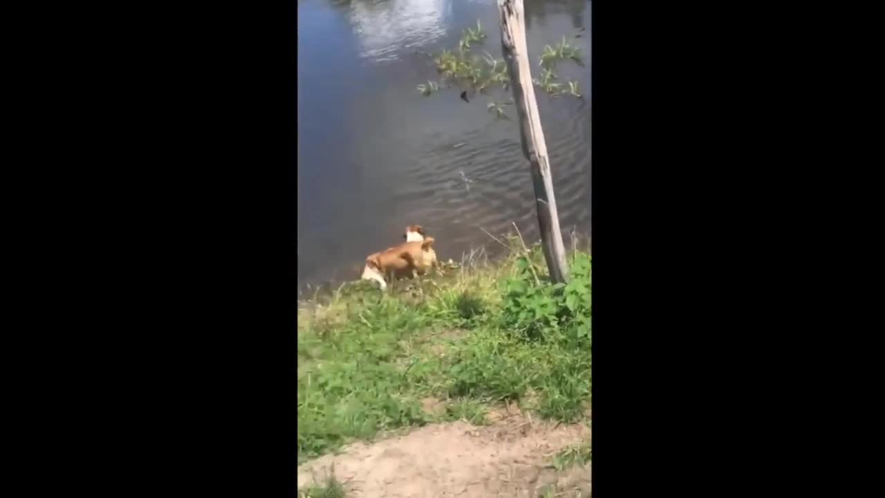 Dog Gets Eaten By Alligator While Swimming In Brazil River