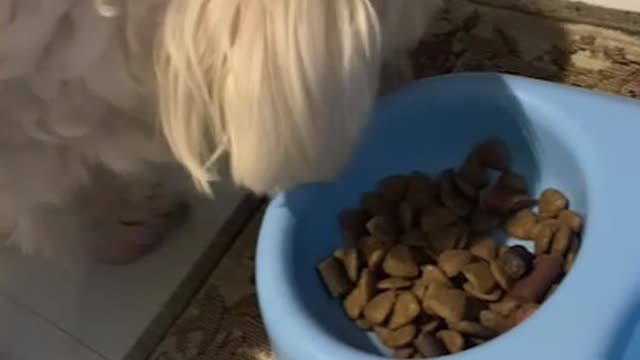 Maltese eating dinner