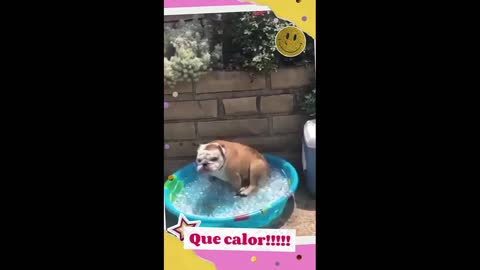 Funny dog with a lot of heat. Funny bulldog in the bowl!