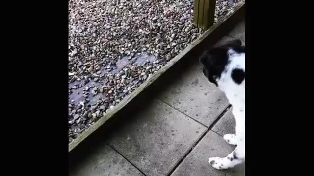 White dog with black spots tries to bite at water stream in hose