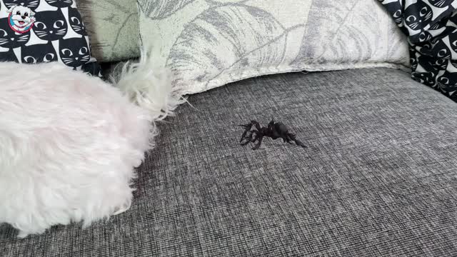 A mi PERRO le PICA una ARAÑA! SPIDERDOG