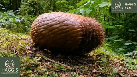 Wild Scottish Haggis