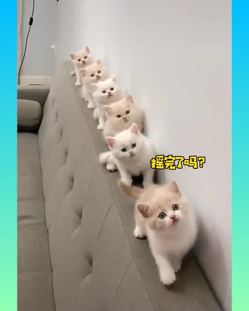 Funniest Animals - Best Of The 2021 Funny Animal Videos #2 Super Funny Dog Videos