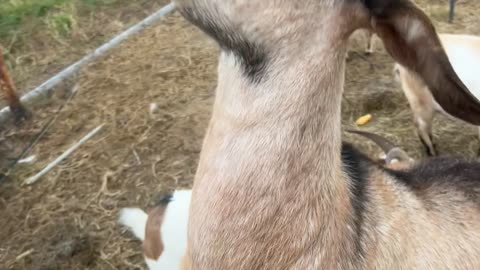 Goat Eats Softball-Sized Tomato