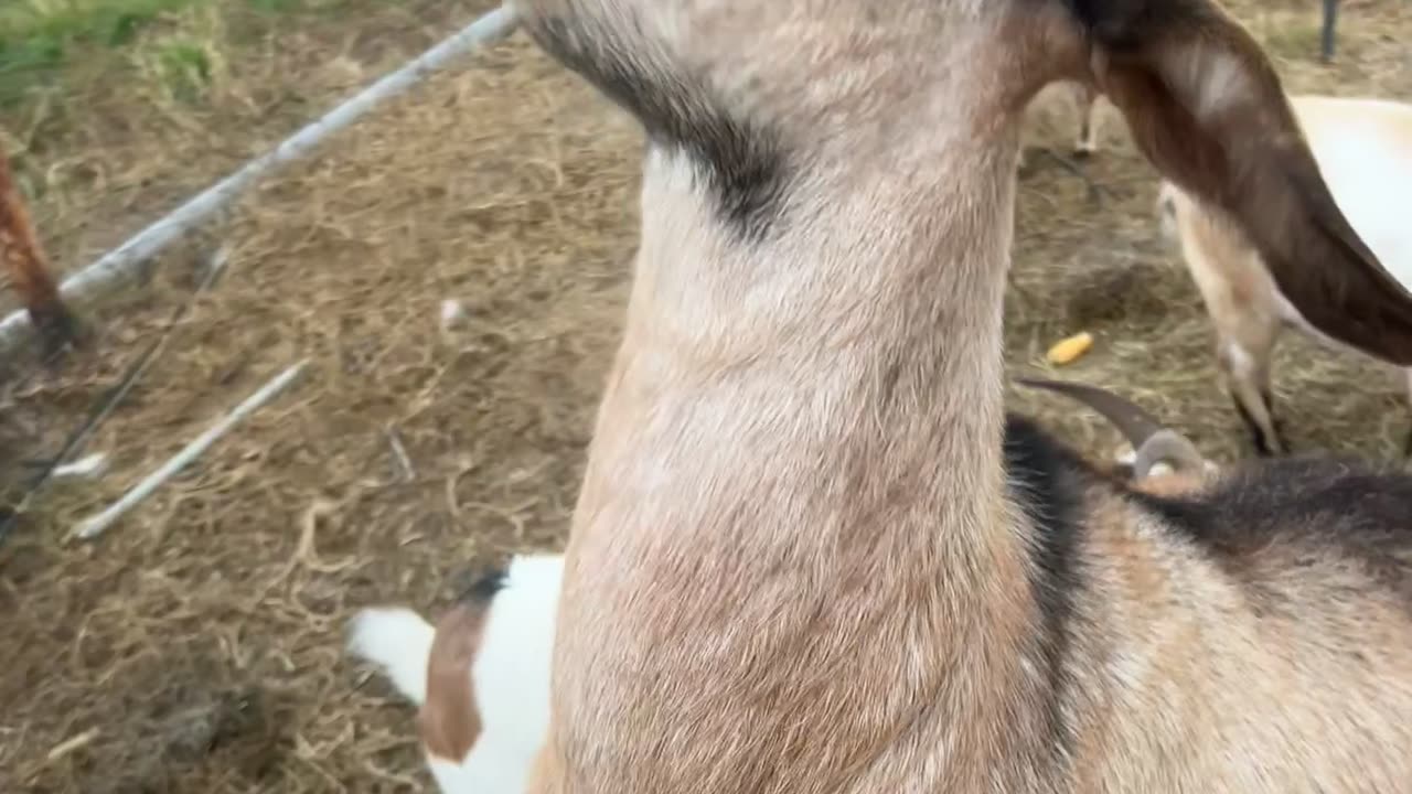 Goat Eats Softball-Sized Tomato