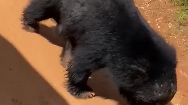 Bear in yala sri lanka