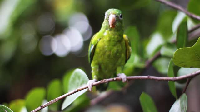 green bird perched on tree branch