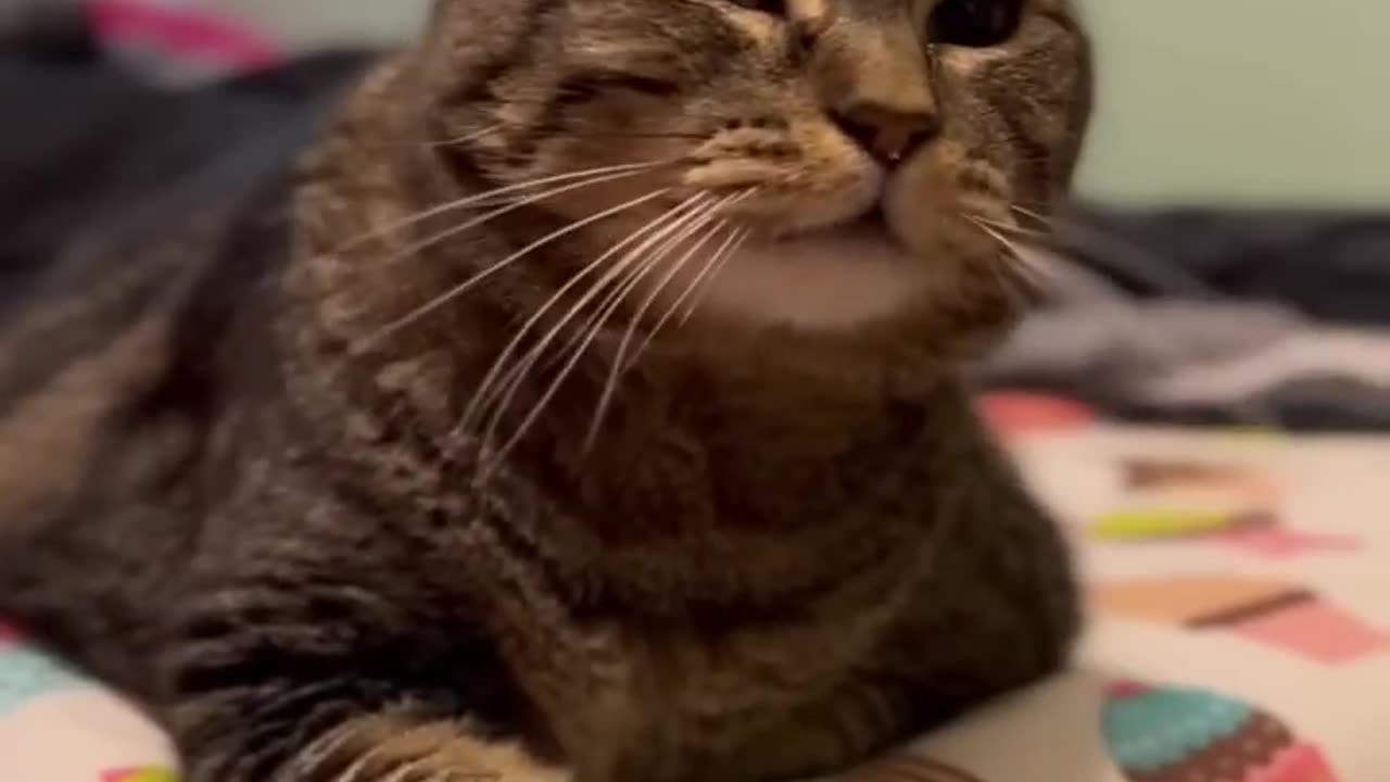 It’s_HAM!_#talkingcat_#pennythecat(720p)