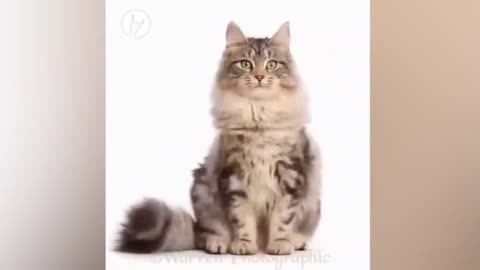 How a cat grows in 25 seconds