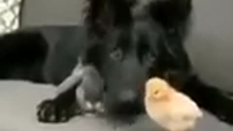 Funny Chicken cat dog animals videos