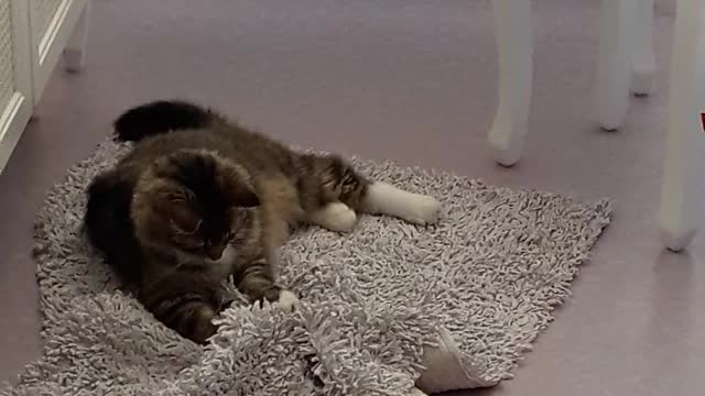 cat-playing-on-carpet