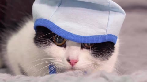 SCARED CAT