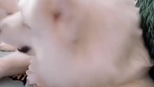 Cat Mom Play With her son