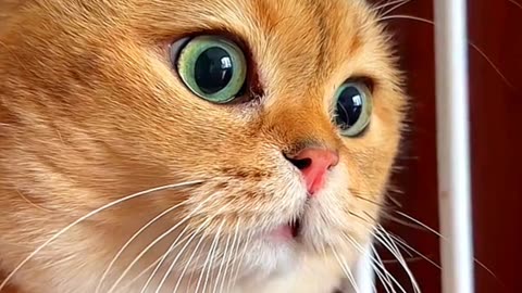 Cute cat