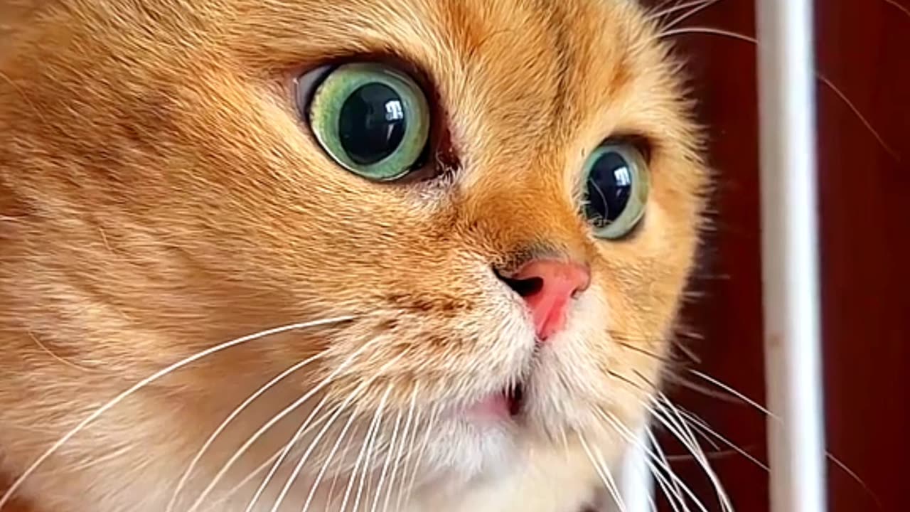 Cute cat